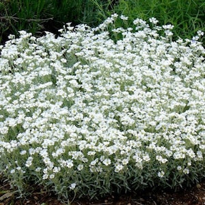200 Pcs Snow In Summer Flower Seeds Cerastium Tomentosum-prolific spreading drought tolerant flowersFL377 image 4
