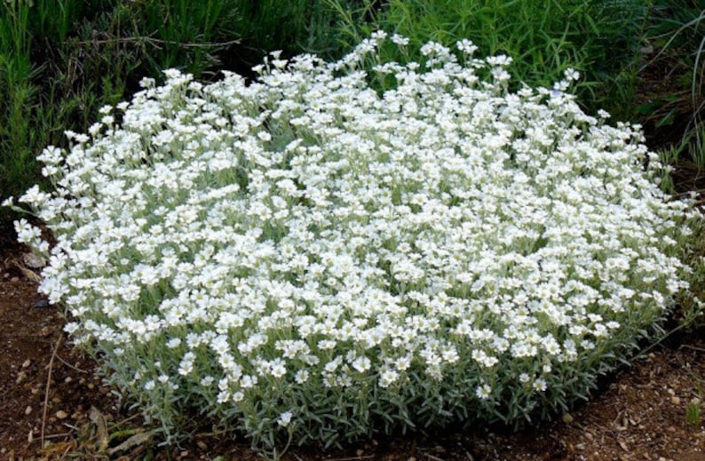 200 Pcs Snow In Summer Flower Seeds Cerastium Tomentosum-prolific spreading drought tolerant flowersFL377 image 4