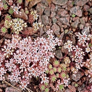 50 Pcs Spanish Stonecrop Succulent Seeds-SEDUM HISPANICUM Drought Tolerant Low Maintenance Succulent/ S077 image 3