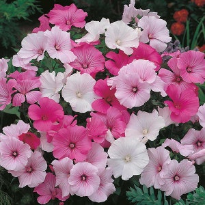 50 Pcs Lavatera Mixed Beauty Flower Seeds-LAVATERA TRIMESTRIS/ FL152 image 2