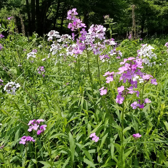 Dame's Rocket seed (Hesperis matronalis) in bloom Stock Photo