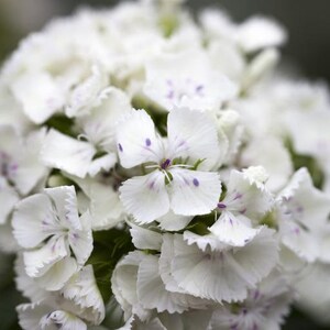 50 Dianthus Barbatus Flower Seeds-Dianthus Barbatus Albus/ White Sweet William/Sweet William Dianthus/Charming Long Lasting Bloom/FL467 image 4