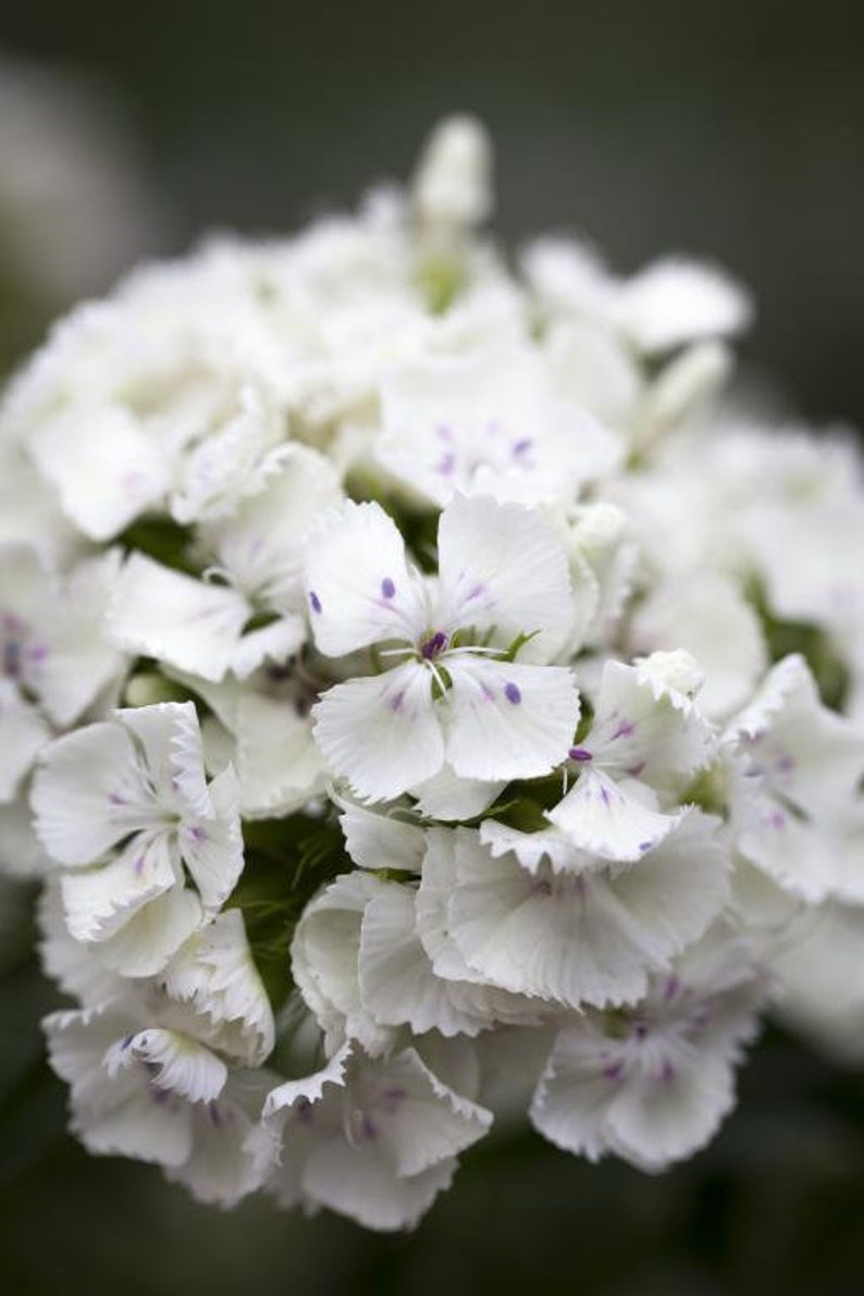 50 Dianthus Barbatus Flower Seeds-Dianthus Barbatus Albus/ White Sweet William/Sweet William Dianthus/Charming Long Lasting Bloom/FL467 image 4