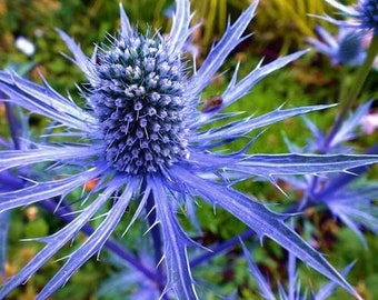 50 Pcs Sea Holly Blue Flower Seeds/ ERYNGIUM PLANUM/Excellent Perennial/ Great for Cuttings/FL484