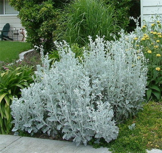 Dusty miller deals
