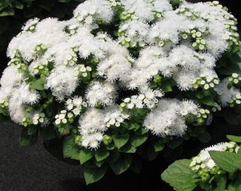 100 Pcs  White Floss Flower Seeds-Dwarf-AGERATUM HOUSTONIANUM /Floss Flower/ Mexican paintbrush/Beautiful and Fast growing Annual/ FL497