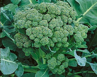 300 piezas de semillas de brócoli calabrese orgánico-BRASSICAOLERACEA-verde italiano / (V072)