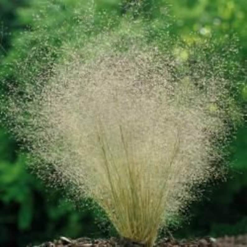 200 Cloud Grass Seeds/Agrostis Nebulosa/Bentgrass/Drought tolerant/Great for fresh or dried flowers and cut flowers/ Gorgeous Annual/P044 image 2