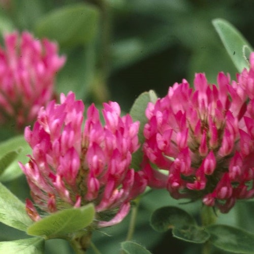 1000 Pcs  Organic Red Clover heirloom Seeds-Non GMO- Trifolim Pratense/ (FL160)