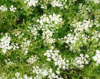 200 Pcs Cumin Herb Seeds-Cuminum Cyminum- Aromatic Herb- Great Medicinal and Culinary Herb-P071