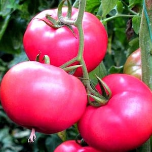 50 Pcs Organic Pink Ponderosa Raspberry Tomato Seeds-V173-Maliniak Tomato-Non GMO-Lycopersicon Esculentum image 1