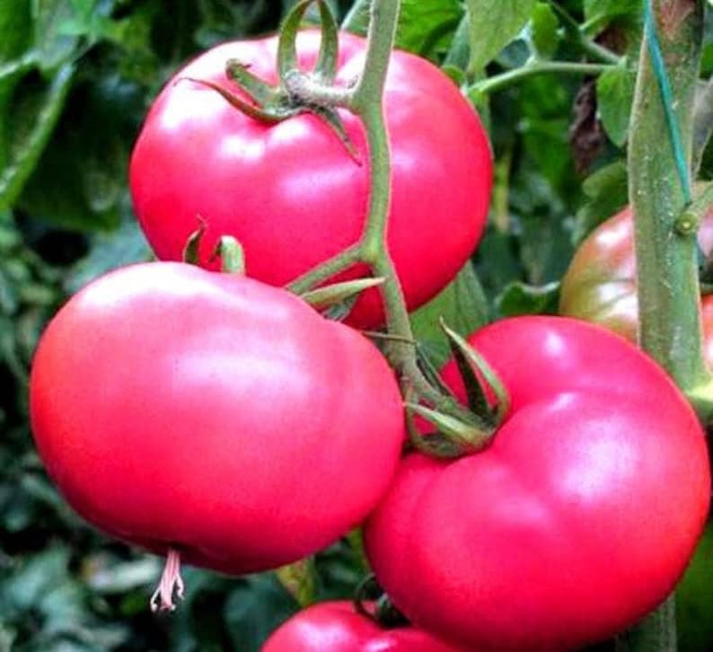 50 Pcs Organic Pink Ponderosa Raspberry Tomato Seeds-V173-Maliniak Tomato-Non GMO-Lycopersicon Esculentum image 1