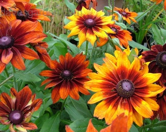 200Pcs  Rudbeckia Black Eyed Susan Mix Flower Seeds-- Golden Coneflower /Rudbeckia Hirtia/(FL333)