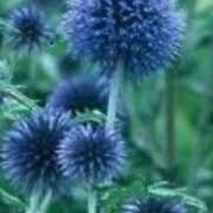 25 Blue Globe Thistle Flower Seeds Echinops Ritro/ Blue Glow/Drought Tolerant Perennial/Veitch's Blue Globe/Echinops bannaticus /FL476 image 3