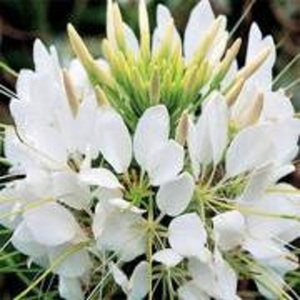 50 Pcs  Cleome White Queen Flower seeds- White Spider Flower- CLEOME HASSLERIANA/ Grandfather's Whiskers/ Glows at night/FL468