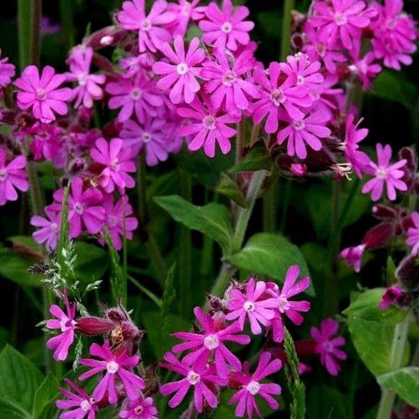 200 Pcs   William Silene Pink Flower Seeds- Lychnis Viscaria Campion---FL376