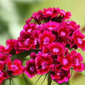 50 Dianthus Barbatus Red Flower Seeds/Dianthus Barbatus Dunetti/Crimson Red Sweet William/ Glorious Long Lasting Bloom/FL499 image 6