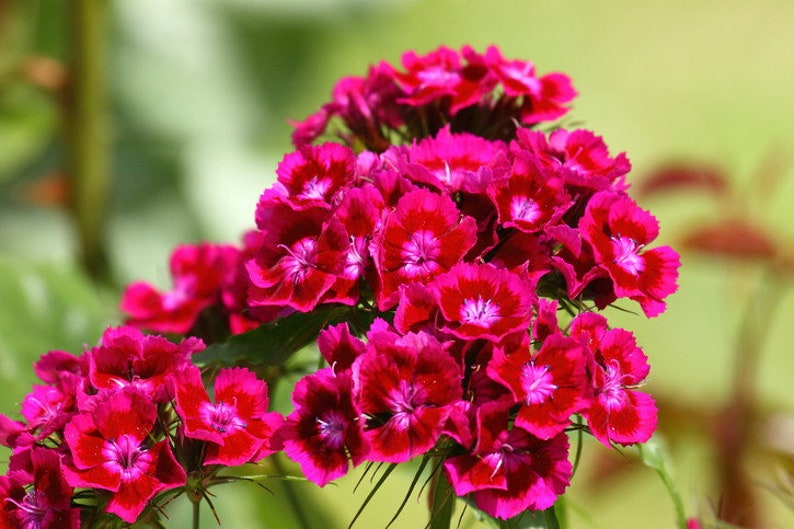 50 Dianthus Barbatus Red Flower Seeds/Dianthus Barbatus Dunetti/Crimson Red Sweet William/ Glorious Long Lasting Bloom/FL499 image 6