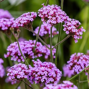 100 Verbena Bonariensis Blumensamen-Lila Spitze Eisenkraut-FL257-Brasilianisches Eisenkraut-Lange Blühende dürreresistente Pflanze-Zieht Schmetterlinge An!