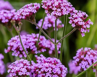 100 Verbena Bonariensis Flower Seeds-Purple Top Vervain-FL257-Brazilian Verbena-Long Blooming drought tolerant plant-Attracts Butterflies!