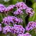 see more listings in the Perennial Flowers/Plants section