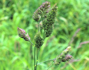 3000 Pcs/ 5g Orchard Grass-Dactylis glomerata-Cock's foot and Cat Grass-Drought/Shade Tolerant-Perfect  source of Carbon/Organic matter-P077