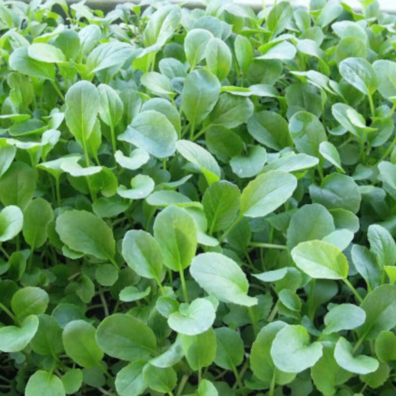 Ed Rapa Bok Choy Microgreen - Etsy Israel
