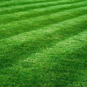 May include: A close-up view of a freshly mowed lawn with a striped pattern. The grass is a vibrant green color.