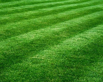 Beautiful Green Grass Lawn Seeds-Low Maintenance, withstand weather and Bugs. Mixture of  Fescues,Kentucky Bluegrass and Ryegrass