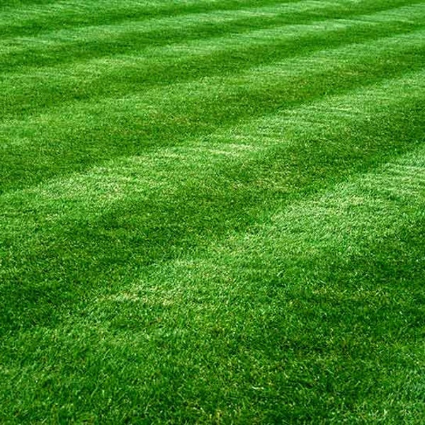 Piękne nasiona trawnika z zielonej trawy - niskie koszty utrzymania, wytrzymują pogodę i błędy. Mieszanka kostrzewy, Kentucky Bluegrass i Ryegrass