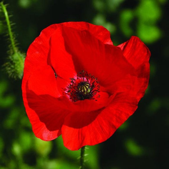 Annuals Biennials Red Field Poppy 5000 Seeds 5000 Papaver Rhoeas Corn Poppy Flanders Seeds Garden Patio Rentwork Eu