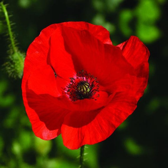 poppy