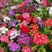 see more listings in the Annual Flower/ Plant section