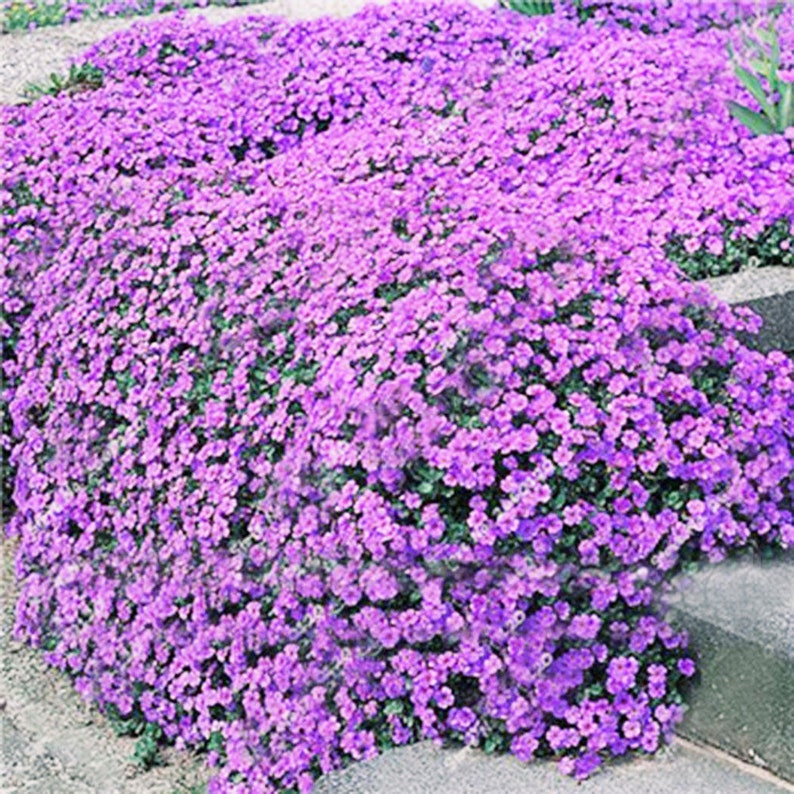 1000 Pcs Ground Cover Creeping Thyme Seeds-THYMUS SERPYLLUMMagic CarpetFL1964-6 Inches Tall image 3