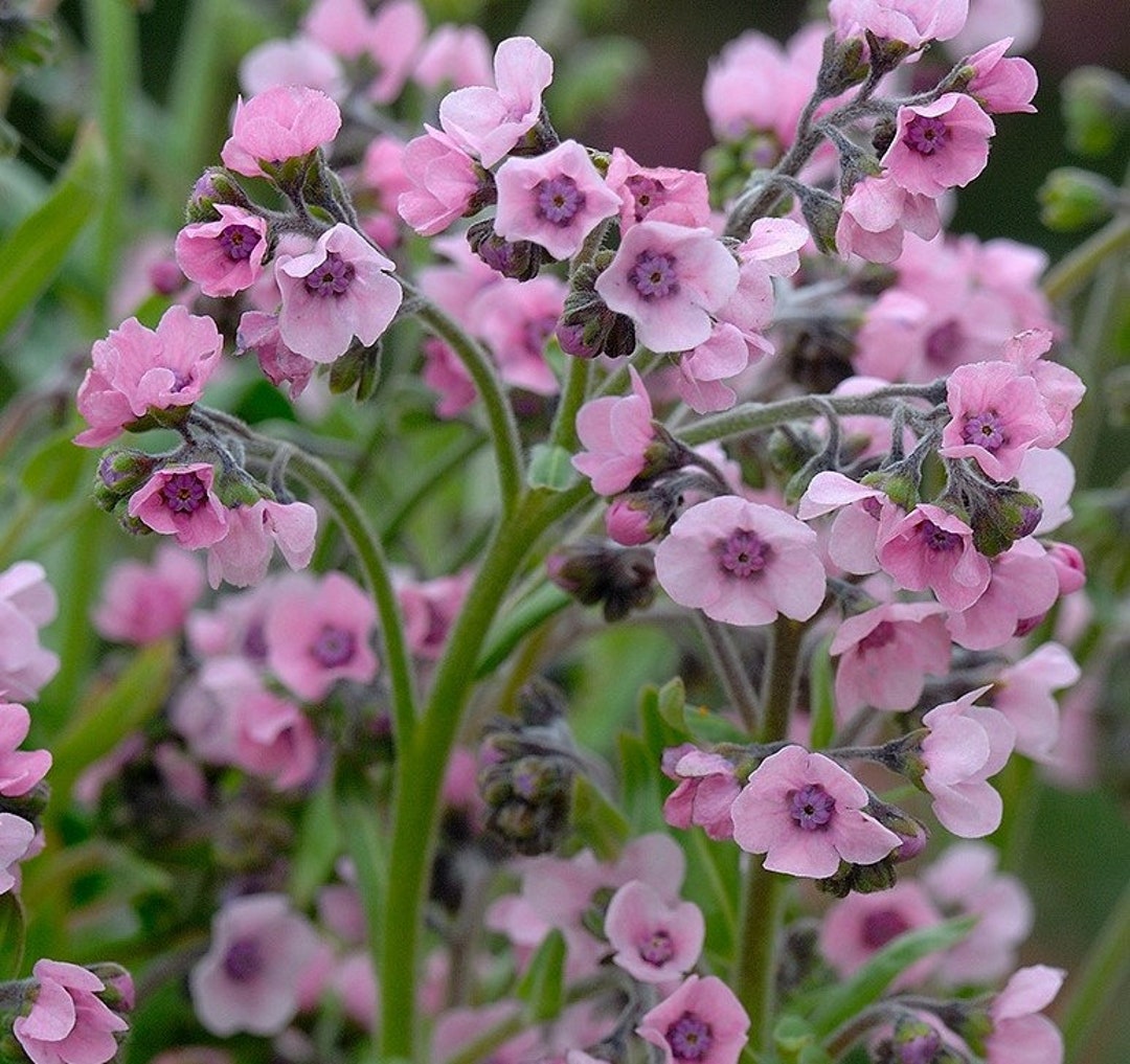 50 Pcs Chinese Me Not Flower Seedscynoglossum PINK Cynoglossum