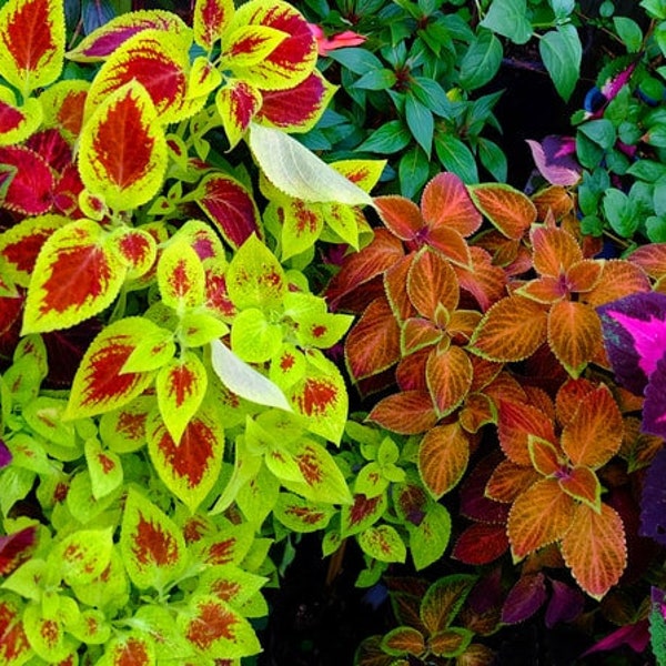 50 Pcs  Coleus Hybridus Rainbow Mix Plant Seeds-Solenostemon Scutellarioides-Kong Series/  (P026 )