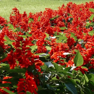 May include: A close-up view of a bed of red flowers with green leaves. The flowers are in full bloom and create a vibrant display of color.
