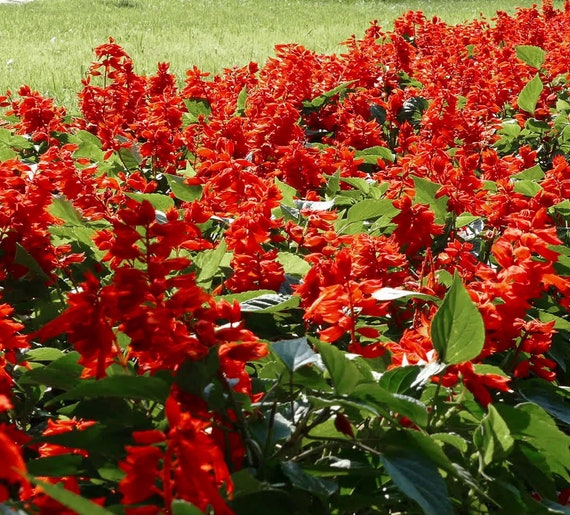 50 Salvia Seeds Reddy Mix FLOWER SEEDS