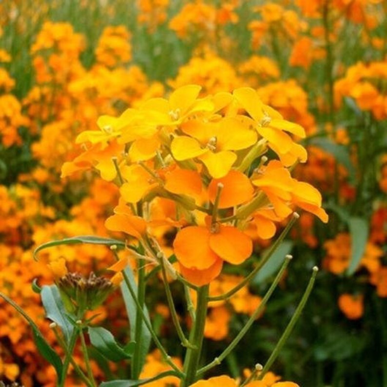 50 Pcs Siberian Wallflower Seeds-FL242 Cheiranthus Allionii-Attracts Butterflies-Simply Beautiful zdjęcie 4