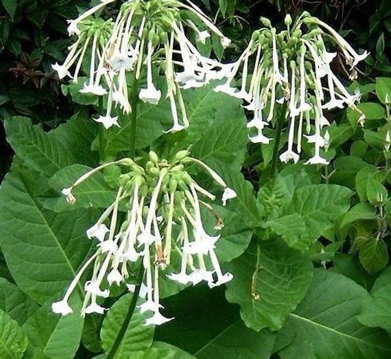 Nicotiana Alata Ornamental/Jasmine Tobacco White House Nursery