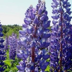 50 Pcs Exotic Wild Lupine Perennis Seeds-FL253-Excellent Perennial that enriches the soil-Attracts Hummingbirds, Butterflies etc image 2