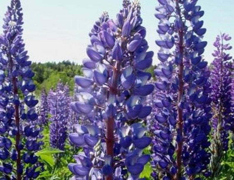 50 Pcs Exotic Wild Lupine Perennis Seeds-FL253-Excellent Perennial that enriches the soil-Attracts Hummingbirds, Butterflies etc image 2