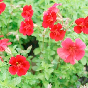 Puede incluir: Primer plano de un grupo de flores de color rojo brillante con cinco pétalos cada una. Las flores están floreciendo en una planta verde con hojas.