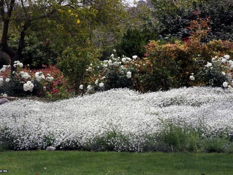 200 Pcs Snow In Summer Flower Seeds Cerastium Tomentosum-prolific spreading drought tolerant flowersFL377 image 2