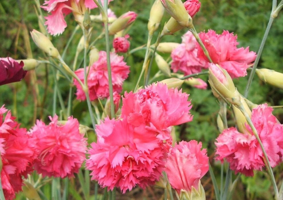 50 Pcs Carnation Flower SeedsDianthus Caryophyllus