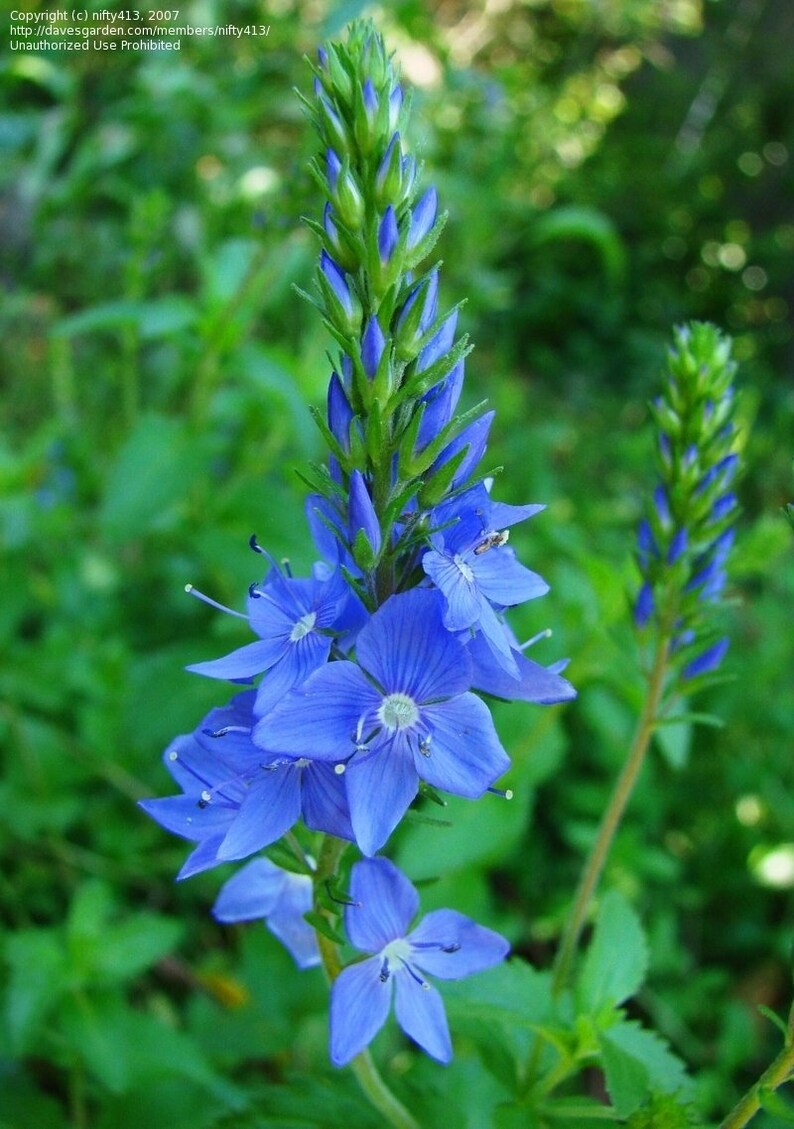 50 Pcs Veronica Teucrium Flower Seeds Hungarian speedwell Royal Blue Speedwell-Austriaca-FL262 Saw-leaved speedwell-Austrian speedwell image 4