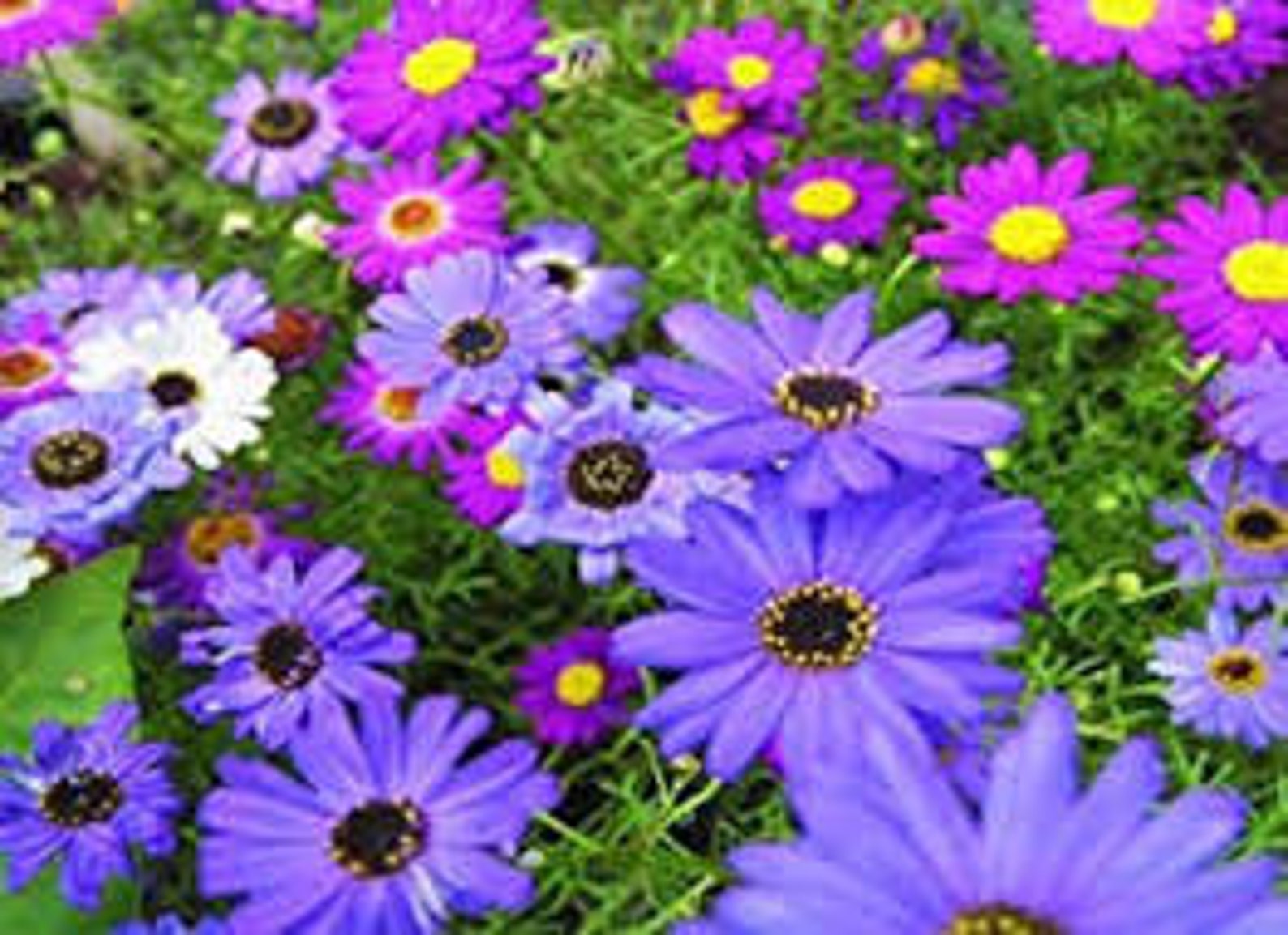100 Swan River Daisy Mix Flower Seeds/ Brachyscome - Etsy
