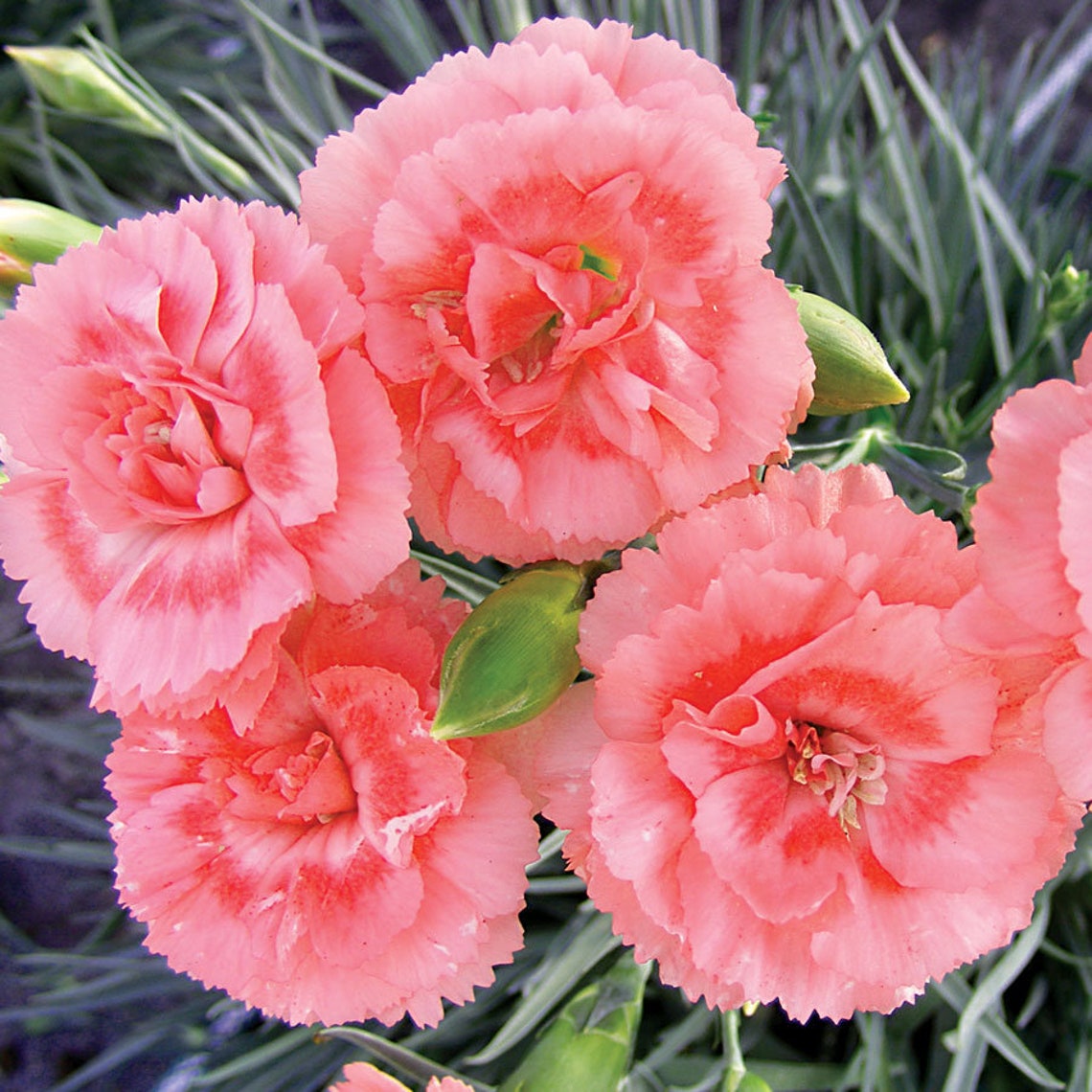 50 Pcs Carnation Flower SeedsDianthus Caryophyllus