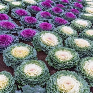 50 stuks bloeiende koolzaden- sierkool- BRASSICA OLERACEA/ (FL150)