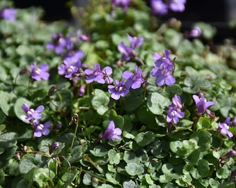 100 Pcs Kenilworth Ivy Seeds-Cymbalaria Muralis-FL245-Ivy-Leaved Toadflax- Self sowing Beautiful groundcover Flower-Coliseum Ivy